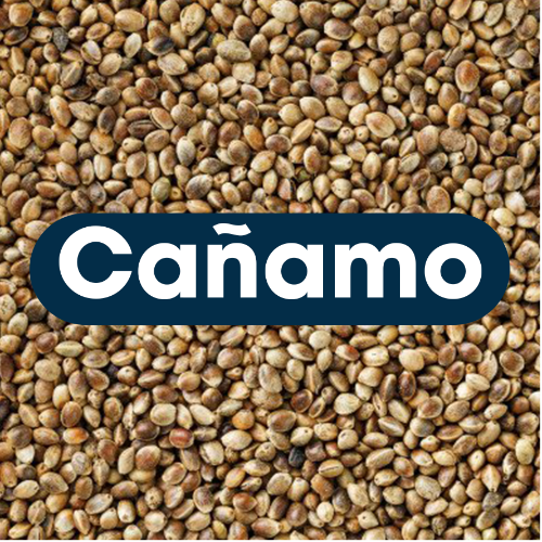 Cáñamo