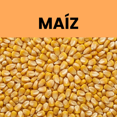 Maíz