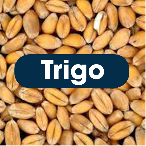 Trigo