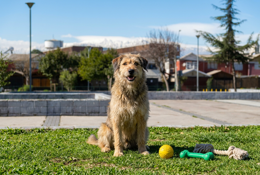 Perro mestizo junto a una pelota amarilla, un juguete verde y una cuerda en una plaza con la cordillera al fondo.