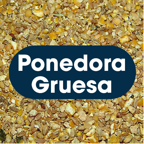 Ponedora Gruesa