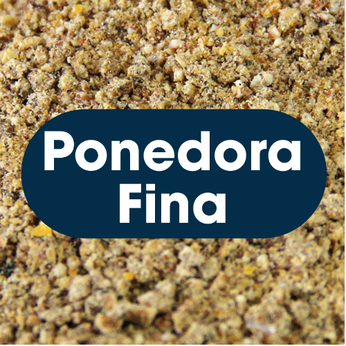 Ponedora Gruesa