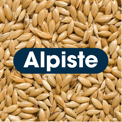 Alpiste